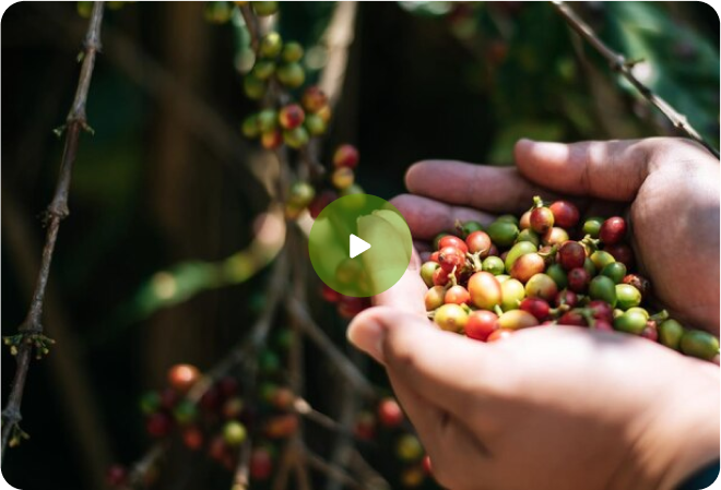 Kerchanshe Coffee Logo