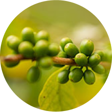 Kerchanshe Coffee Logo
