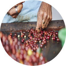 Kerchanshe Coffee Logo