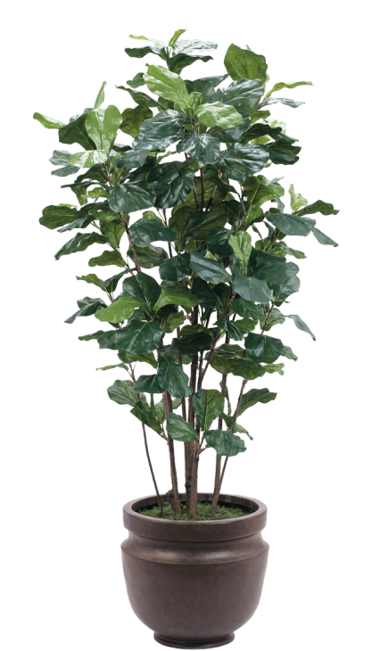 Tree in Pot